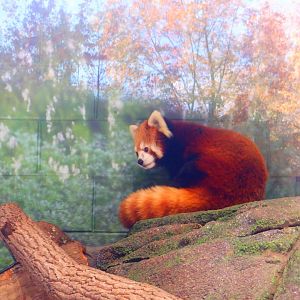 Red Panda at the Greensboro Science Center