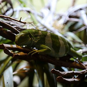 Fiji Banded Iguana