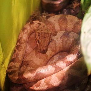 Annulated Tree Boa (Corallus annulatus)