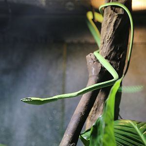 Asian Vine Snake (Ahaetulla prasina)