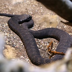 Rinkhals (Hemachatus haemachatus)