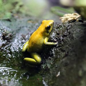 Black-legged Poison Frog