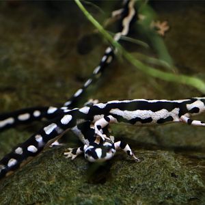 Kaiser's Spotted Newt