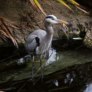 Wild Great Blue Heron (Ardea herodias)