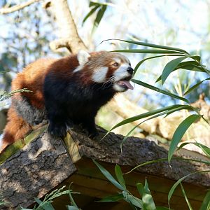 Red Panda, November 2021