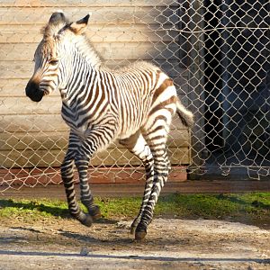Hartmann's Mountain Zebra, November 2021