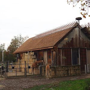 Kordofan giraffe house with renovated roof, 2021-11-06