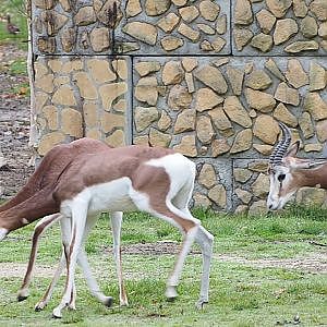 Video of Mhorr gazelles (Nanger dhama mhorr) enganging in sparring behavior, 2021-11-06