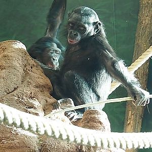 Video of Bonobos (Pan paniscus) "fishing" food from fake termite mound, 2021-11-23