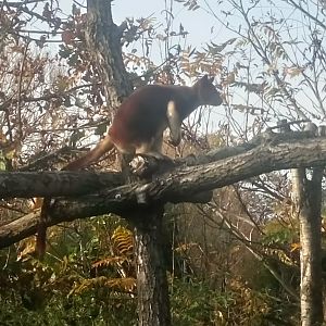 Tree Kangaroo enjoying the winter sunshine!