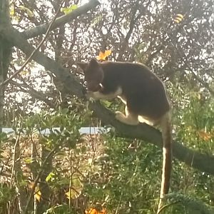 Goodfellow's tree Kangaroo outdoors in the winter sun