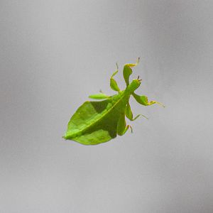 Monteith's Leaf Insect (Phyllium monteithi)