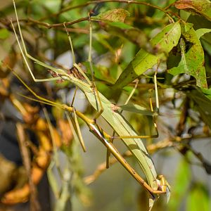 Children's Stick Insect (Tropidoderus childrenii)