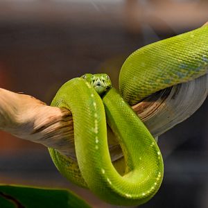 Green Tree Python (Morelia viridis)