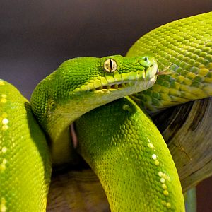 Green Tree Python (Morelia viridis)