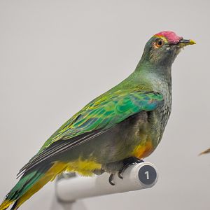 Rose-crowned Fruit-Dove