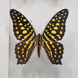 Green-spotted Triangle