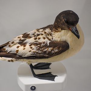 Cape Petrel