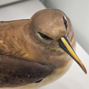 Grey-headed Albatross