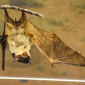 Yellow-bellied Sheath-tailed Bat