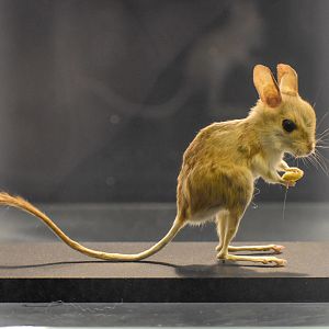 Fawn Hopping Mouse