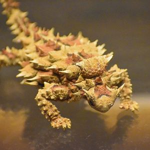 Thorny Devil