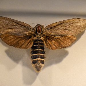 Giant Wood Moth