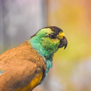 Golden-shouldered Parrot
