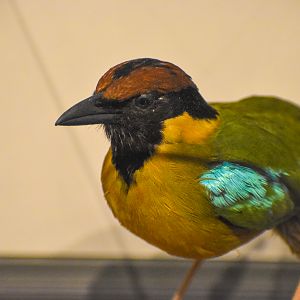 Noisy Pitta