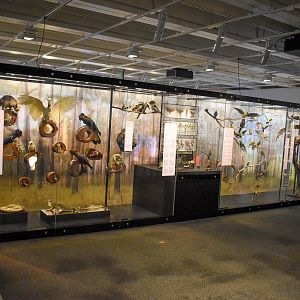 Wild State Exhibition - Bushland