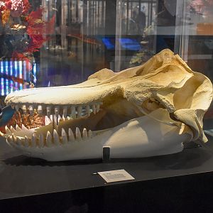 Orca Skull