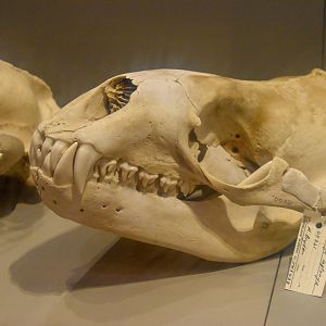 Leopard Seal Skull