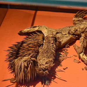 Perentie trying to eat an Echidna