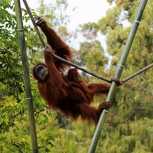Sumatran Orangutan