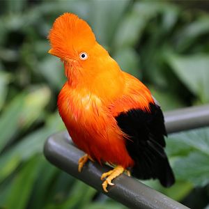 Andean Cock-of-the-rock (Rupicola peruvianus)