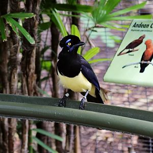 Plush-crested Jay (Cyanocorax chrysops)