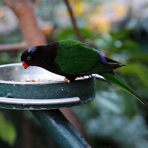 Stella's Lorikeet (Charmosyna stellae)