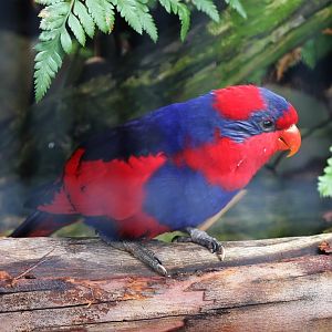 Red-and-blue Lory (Eos histrio)