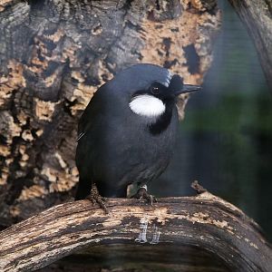 Black-throated Laughingthrush (Garrulax chinensis)