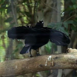 Superb Bird-of-paradise Displaying