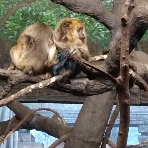 Howler monkeys