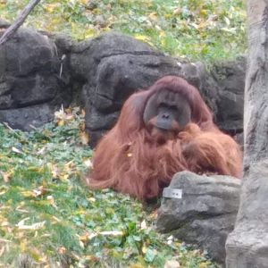 Orangutan