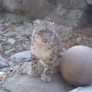 Snow leopard