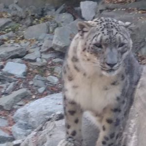 Snow leopard