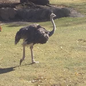 Ostrich