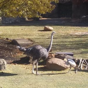 Ostrich vs crane