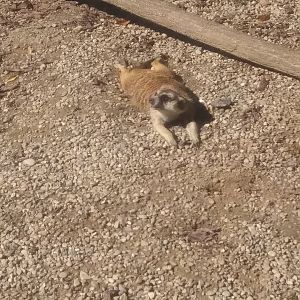 Meerkat