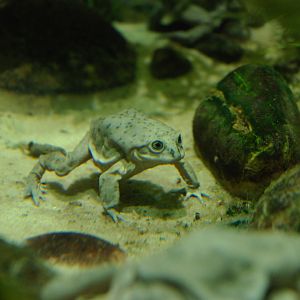 Titicaca Water Frog at Chester, 26th November 2021