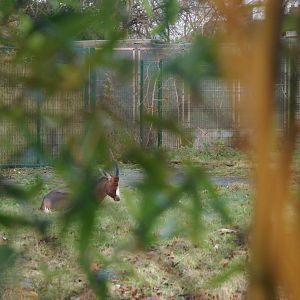 Blesbok at Chester, 26th November 2021