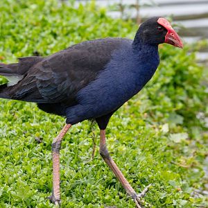 Australian Swamp Hen - wild bird